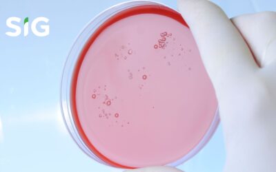 Manfaat Sheep Blood Agar Untuk Peneliti Mikrobiologi